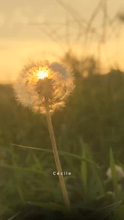 (sketch)の記事動画