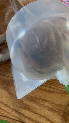 2024年　7月19日　ぽち闘病編　最終章④の記事動画