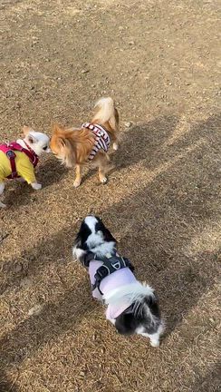 週末は深大寺のドッグランの記事動画