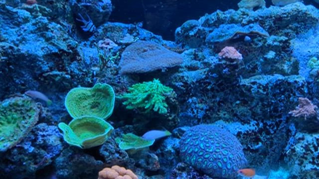 品川アクアパークの記事動画