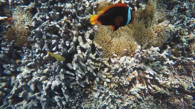 2025 夏休み②沖縄与論島6日目さらばヨロン。ぐすんぐすんの記事動画