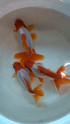 三洲錦入荷の記事動画