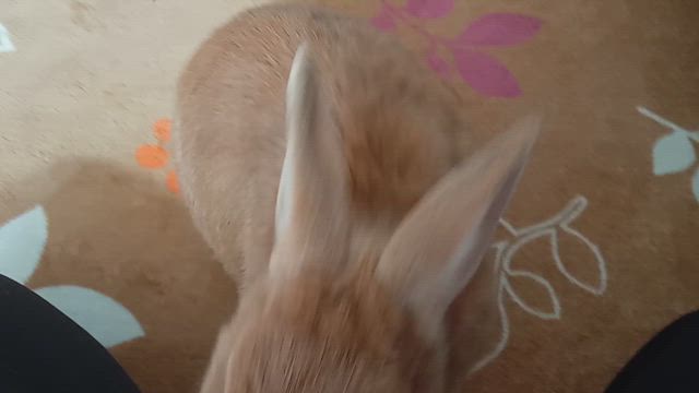 ペレットの記事動画