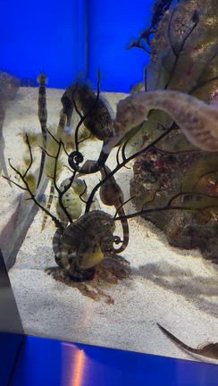 ④ 神戸須磨シーワールド・ トロピカルライフ♪の記事動画