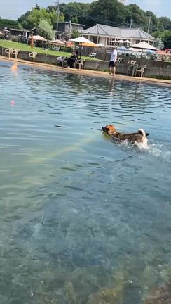 我が家から卒業したばかりのカエデちゃん、幸せそうですね～の記事動画