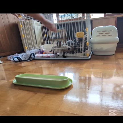 おチビ達成長中の記事動画