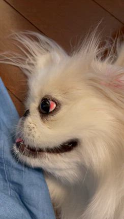 あんちゃんの病院の記事動画