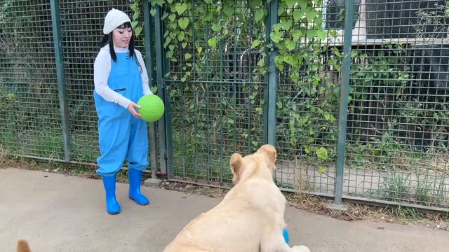 目が水色に変わったホワイトライオンの記事動画