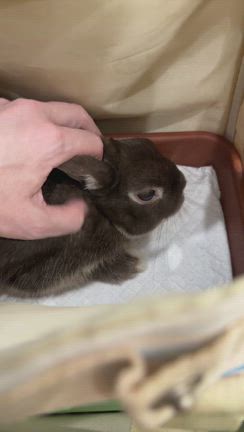 こしあん再検査でした！の記事動画