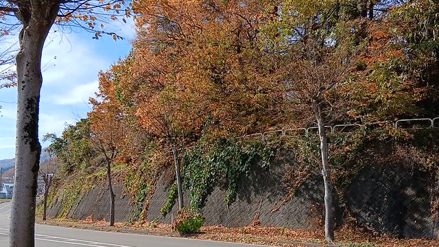 木の葉が散るよ【桐の花のブログ4748】の記事動画