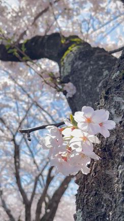 歩くのと 歩かされるのは違うものですの記事動画