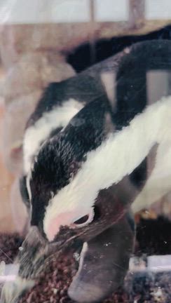 一枚　シリーズの記事動画