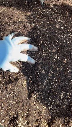 5年前はこんなに元気に走ってたマロンの記事動画