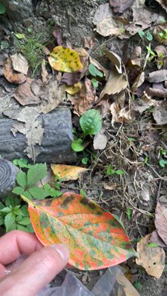 四季葉の記事動画