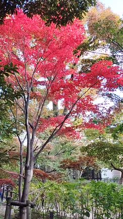 洗足池の紅葉と　初めてカワセミの姿を見る事が出来ました…の記事動画