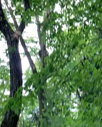 1年ぶりのお山の記事動画