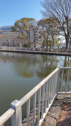 祝100羽　キンクロ祭〜舌平目のソテーの記事動画