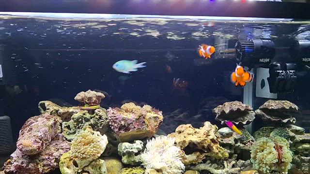 日々の癒しの記事動画