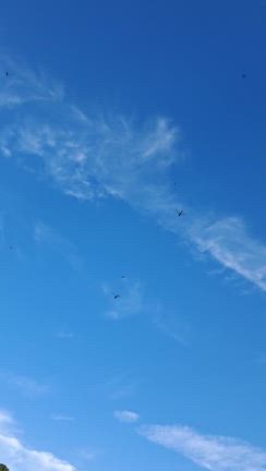 さんぽ。の記事動画