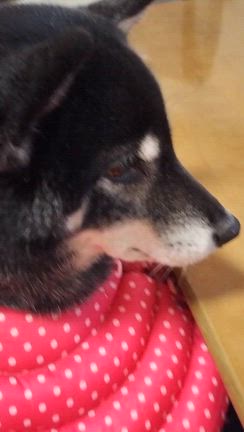 雪が降りました♪の記事動画