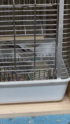 11.25  手乗りウロコインコ(バイオレット)更新！！の記事動画