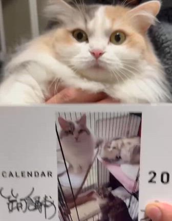 私たちの猫ちゃんカレンダー販売中ですの記事動画