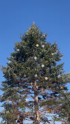 忘れてた、クリスマスの綺麗なものシェア✨の記事動画