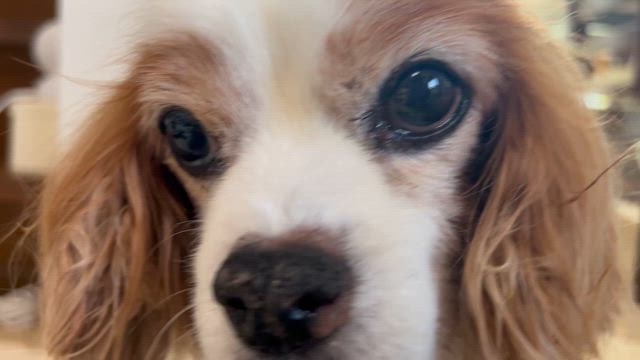 病院？オイラは留守番なんやってさの記事動画