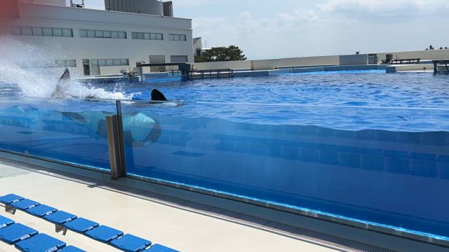 シャチ愛が止まらない〜城崎温泉物産組合日帰り研修〜の記事動画