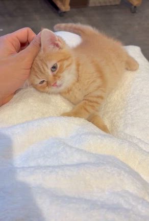 メロちゃん里親募集中！の記事動画