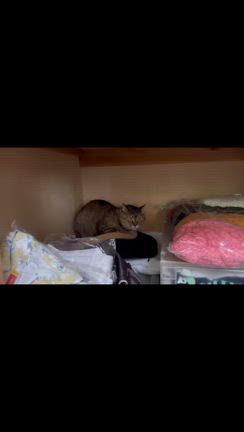 むぎわらねこ　ミミちゃんの記事動画