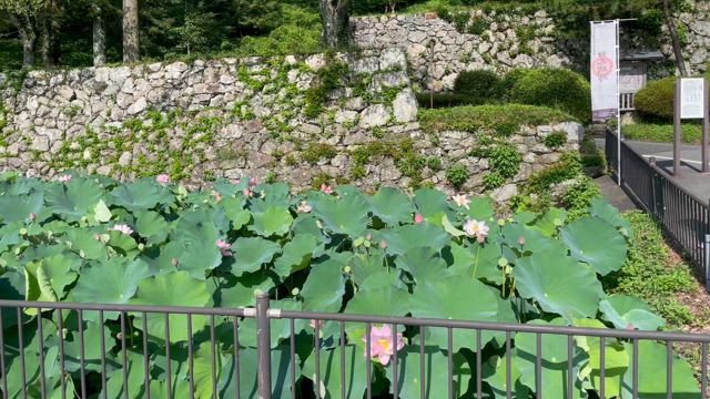 田丸城お堀の大賀ハスを観に行きましたの記事動画