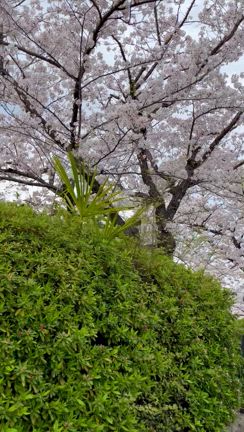 今年の桜＠2024の記事動画