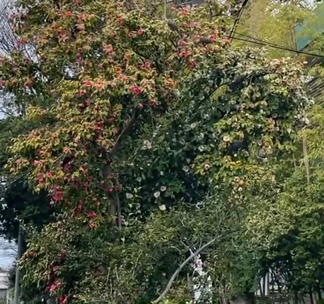 一本の椿の木になぜ鳥が集中？の記事動画