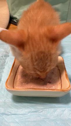 倒れるかと思った子猫ラッシュの記事動画