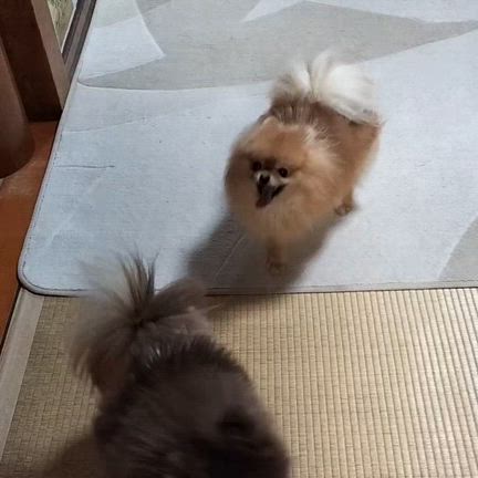 実家への記事動画