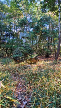「烏天狗さん」に会いました！「玉作湯神社」への記事動画