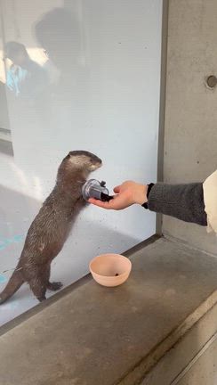 カワウソと触れ合いの記事動画