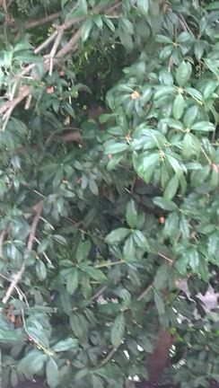 18   庭にリスが！の記事動画