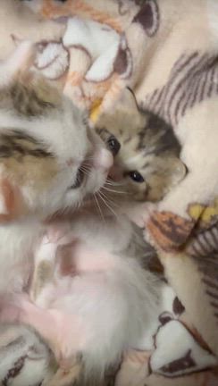 譲渡会の記事動画