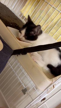 仲良しさんの記事動画