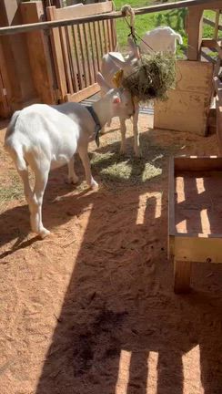 「チロルの森」へ行ってきましたの記事動画