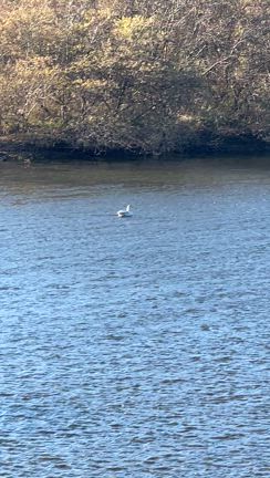 飛来！！！の記事動画