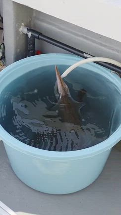 ライトヤリイカ便好調‼️の記事動画