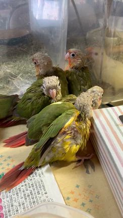 販売中❣️6羽のヨチヨチちゃん(๑･̑◡･̑๑)の記事動画