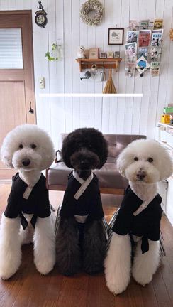 あけましておめでとう動画の記事動画