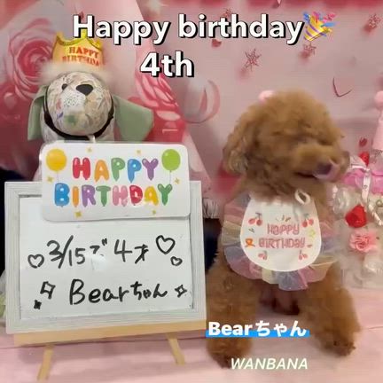 ワンバナスタッフ！ミッチョン卒業！／今日は祝日だから！１７時まで！愛犬猫ちゃんと遊びに来てね！の記事動画