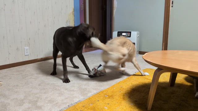 お部屋の様子が変わっても元気にわんプロ〜犬と昼寝〜の記事動画