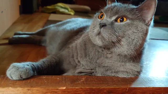 動くひなたくんの記事動画