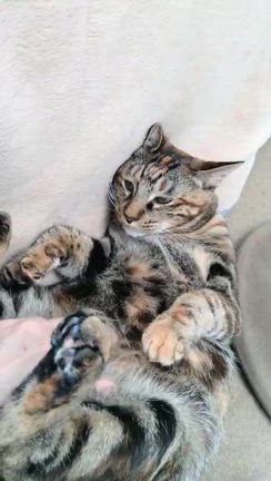 4/6(日)  明日は保護ねこ譲渡会@くれよん動物病院の記事動画